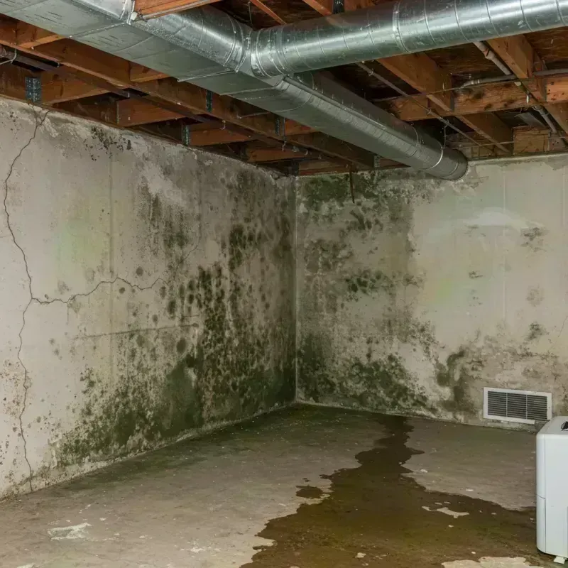 Professional Mold Removal in East Bethel, MN